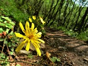 21 Scorzonera humilis (Scorzonera minore)